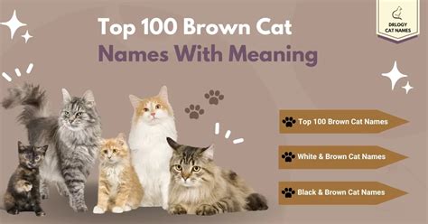 100 Best Brown Cat Names With Meaning - Drlogy Cat Names