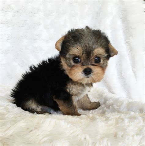 Teacup Yorkie Puppy For sale Lilly! - iHeartTeacups