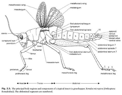 Insects Science: Insect Body Regions