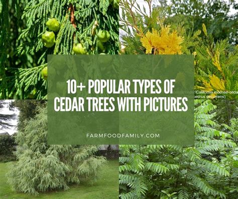 10+ Different Types Of Cedar Trees & Wood With Identification & Pictures