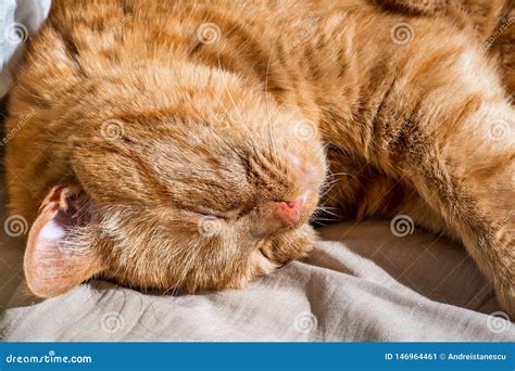 Close Up of Large, Sleeping, Orange Cat Stock Image - Image of alike, colors: 146964461