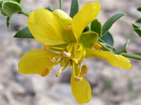 Creosote Bush, Larrea Tridentata