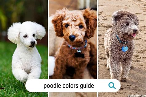 Poodle Colors Guide [With Photos] - OodleLife®