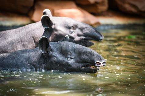 tapir swimming on the water in the wildlife sanctuary - Tapirus terrestris or Malayan Tapirus ...