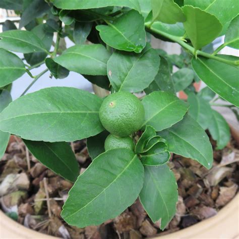 Persian Lime Tree | Bearss Lime Tree For Sale | Citrus.com