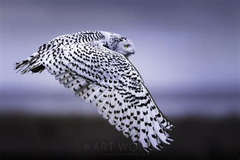 Snowy Owl in Flight