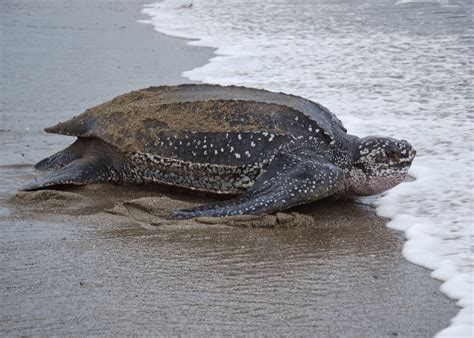 Nature Tourism: Watching Leatherback Turtle in Tambrauw regency of West Papua