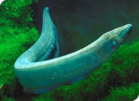 10 Interesting Electric Eel Facts | My Interesting Facts