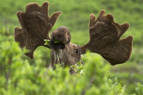 Moose in the Bushes | NPS / Jacob W. Frank Check out the off… | Flickr