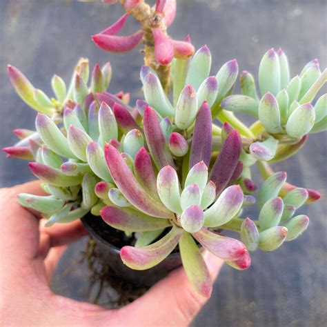 Senecio serpens 'Dwarf Blue Chalk Sticks' – LET LOVE GROW (Succulent & Cactus)