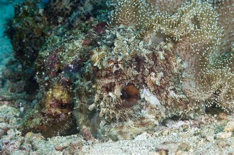 Camouflaged reef octopus - Stock Image - C005/3556 - Science Photo Library