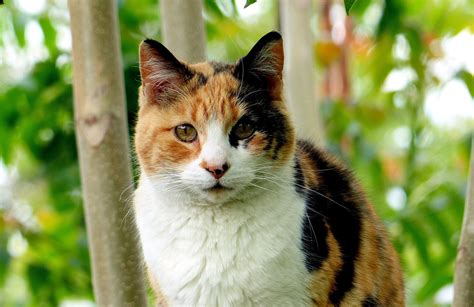 Cat Scanner - Is your cat a Calico Cat?