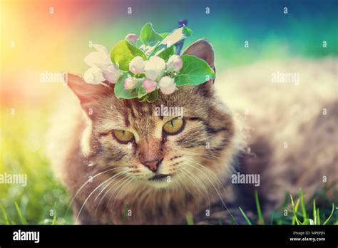 Portrait of a siberian cat outdoors with spring flowers on the head ...