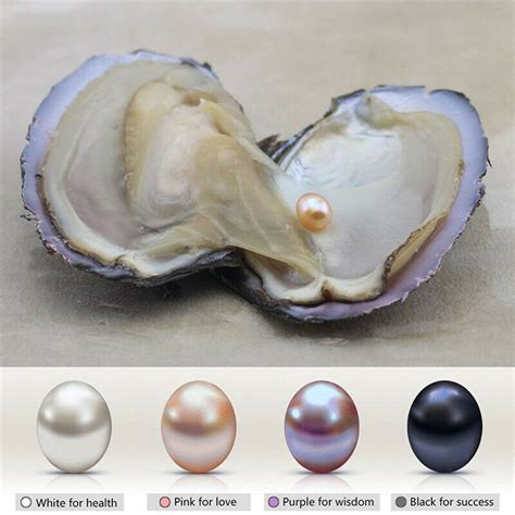 Natural Pearl Oyster With Real Pearl 7-9mm Freshwater Pearl Vacuum Packaging | eBay