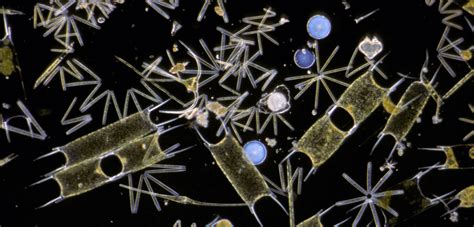 Why Are There So Many Kinds of Phytoplankton? | Hakai Magazine