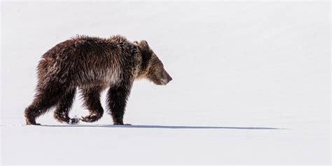 Buy Wildlife photography of a Juvenile Grizzly Bear walking through Winter-like snow in late ...