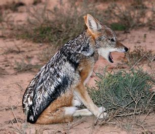 Black-Backed Jackal - Animal Facts and Information