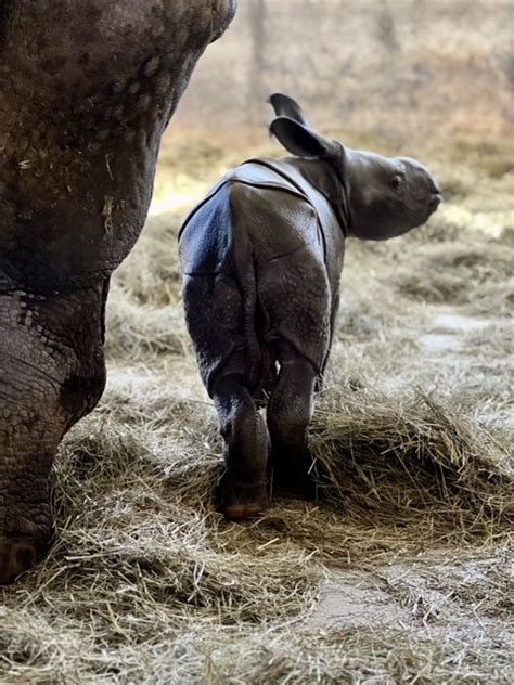 What's a Baby Rhino Called? Discover What to Call a Young Rhino