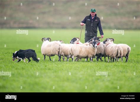 Are Collies Herding Dogs