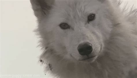 White Wolf Head GIF - Find & Share on GIPHY