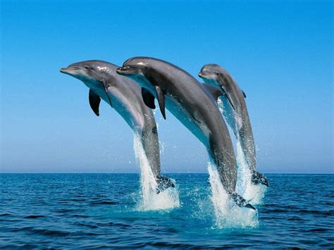 Free Dolphin Wallpapers For Desktop - Wallpaper Cave