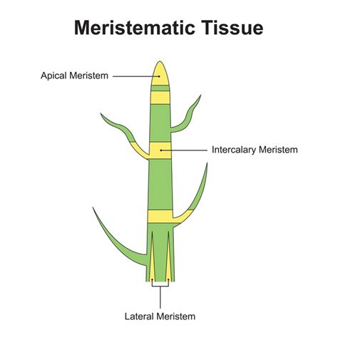 Permanent Plant Tissue Diagram