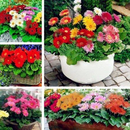 120pcs Gerbera Daisy Seeds - BuyingSeed.com - Free Shipping - Up to 70% OFF