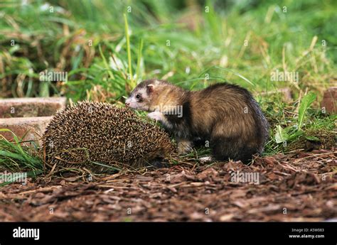 animal friendship: ferret and hedgehog Stock Photo - Alamy