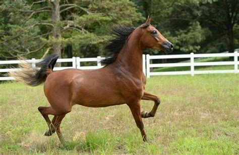 Best 250 Arabian Horse Names and Their Meanings - PetPress