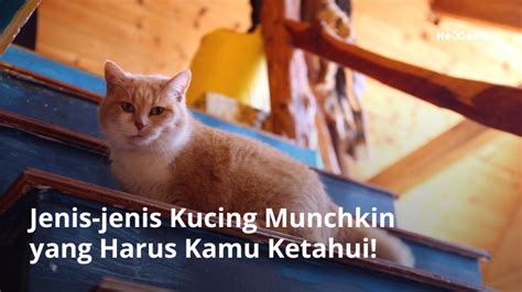 8 Jenis Kucing Munchkin Terpopuler. Lucu dan Menggemaskan! - Hewania