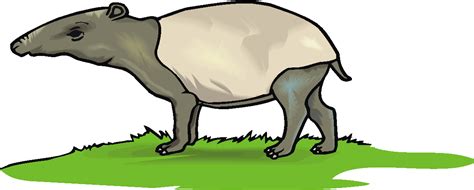 Free Tapir Clipart