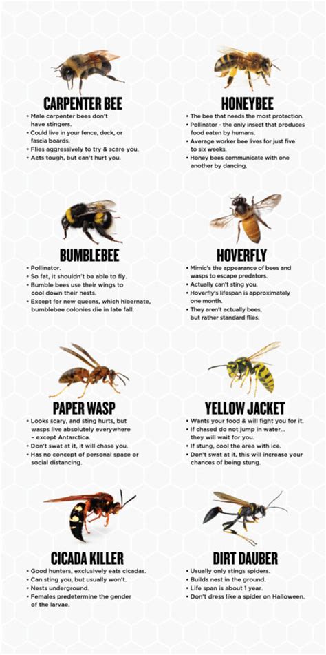 Pennsylvania Carpenter Bee Exterminator | Viking Pest Control