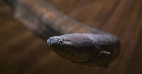 New Electric Eel Species Zaps With Highest Voltage Of Any Known Animal | lupon.gov.ph