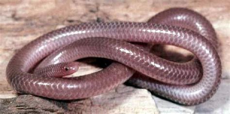 Texas Blind Snake Facts and Pictures | Reptile Fact