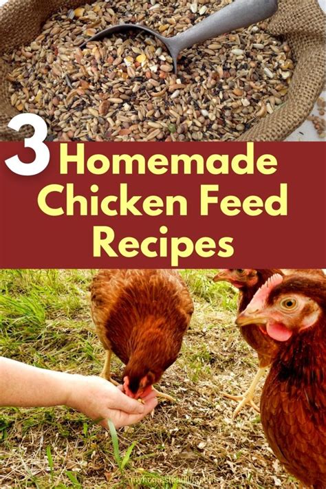 3 Amazing Homemade Chicken Feed Recipes - My Homestead Life