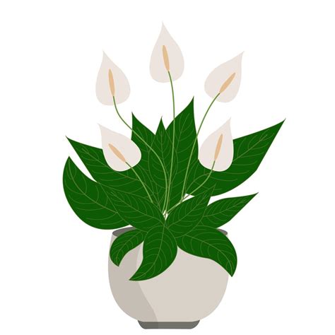 Peace lily or spathiphyllum. Home plant in pot 3088535 Vector Art at ...