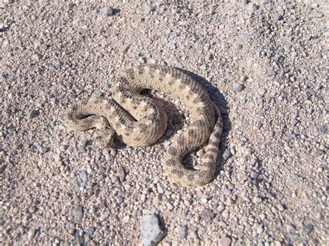 Mojave Desert Sidewinder Bite