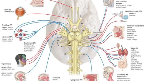 What is meant by cranial nerve tissue?