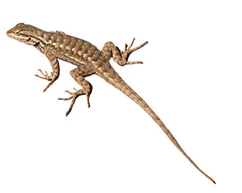 Lizard Transparent Transparent HQ PNG Download | FreePNGimg