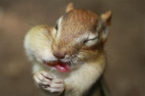 Funny chipmunk pictures - Gallery | eBaum's World