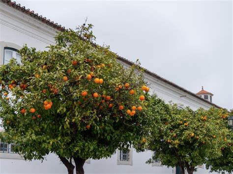 How to Care for Fruit Trees – Farmer Brad