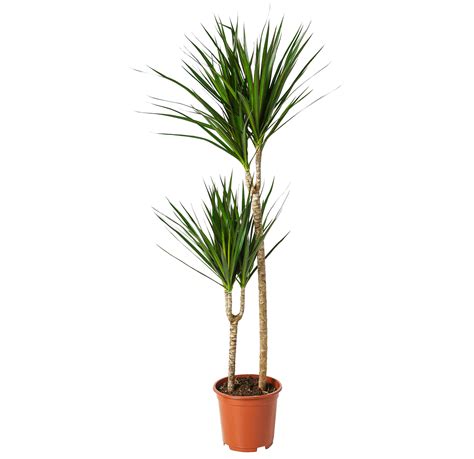 DRACAENA MARGINATA TREE - MICRO PLANT STUDIO