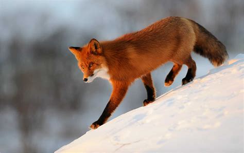 Red Fox Wallpapers - Top Free Red Fox Backgrounds - WallpaperAccess