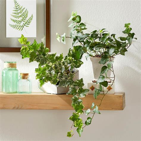 english-ivy-plants-floating-shelf-394600cb in 2020 | Ivy plant indoor, Low light house plants ...