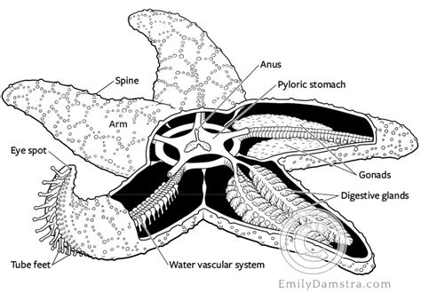 Sea Star Anatomy