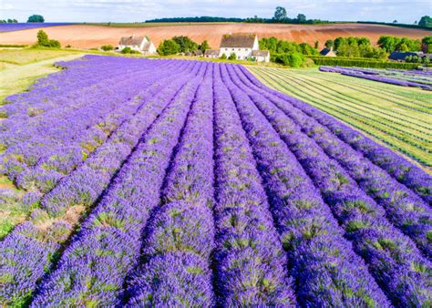 A Guide to the Best Lavender Fields in the UK, Scotland and Wales