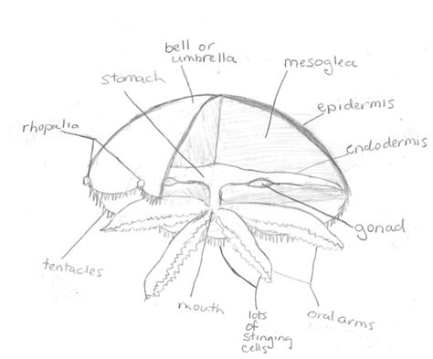 A Jellyfish Anatomy Primer: By Popular Demand – JULI BERWALD