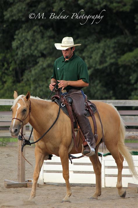 Just Horses: Palomino Quarter Horse For Sale