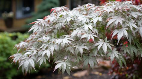 Floating Cloud "Ukigumo" Japanese Maple: A Guide for First-Time Buyers - The Maple Yard