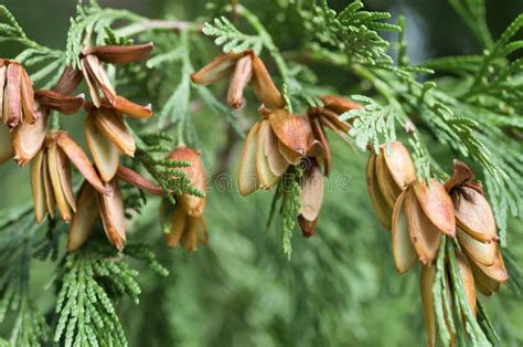 Closeup Shot of the Seeds on a White Cedar Tree Stock Photo - Image of ...